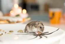 The Impact Of Rodents On Your Health And Home