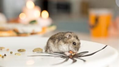The Impact Of Rodents On Your Health And Home