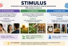 stimulus