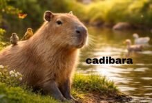 cadibara