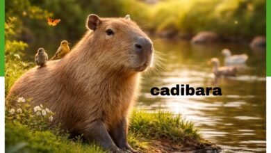 cadibara